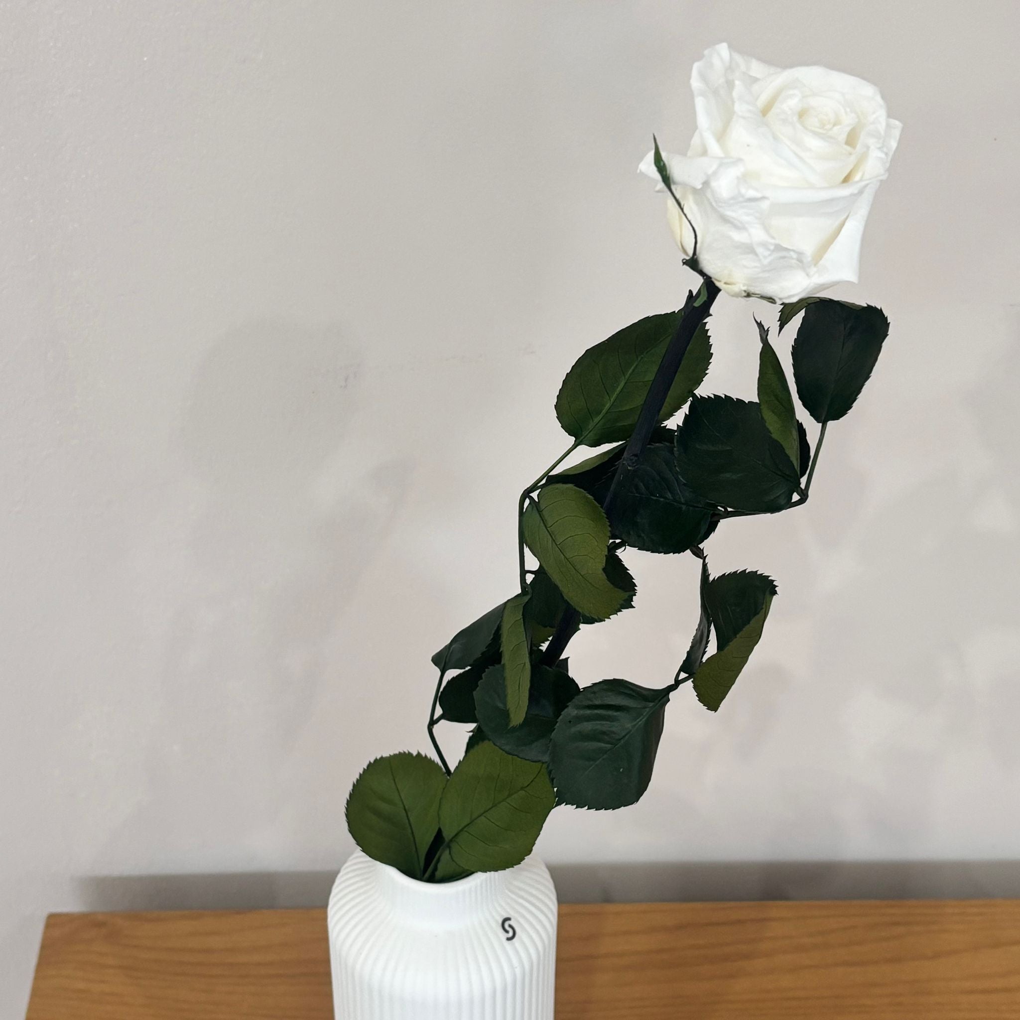 Konservierte/gefriergetrocknete, Rosen: Zeitlose Eleganz für die Ewigkeit