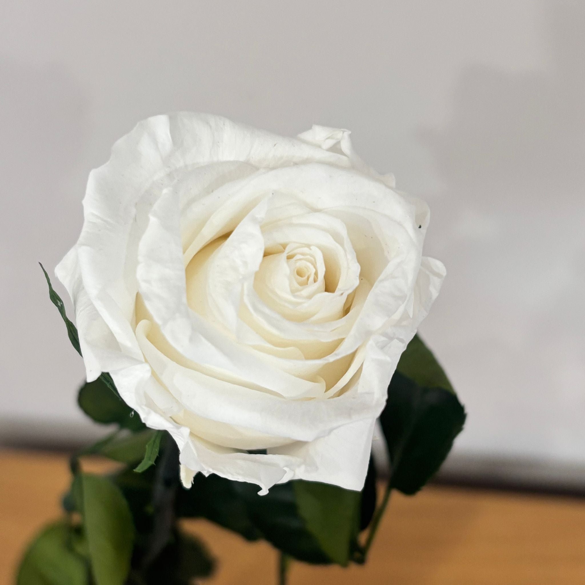 Konservierte/gefriergetrocknete, Rosen: Zeitlose Eleganz für die Ewigkeit