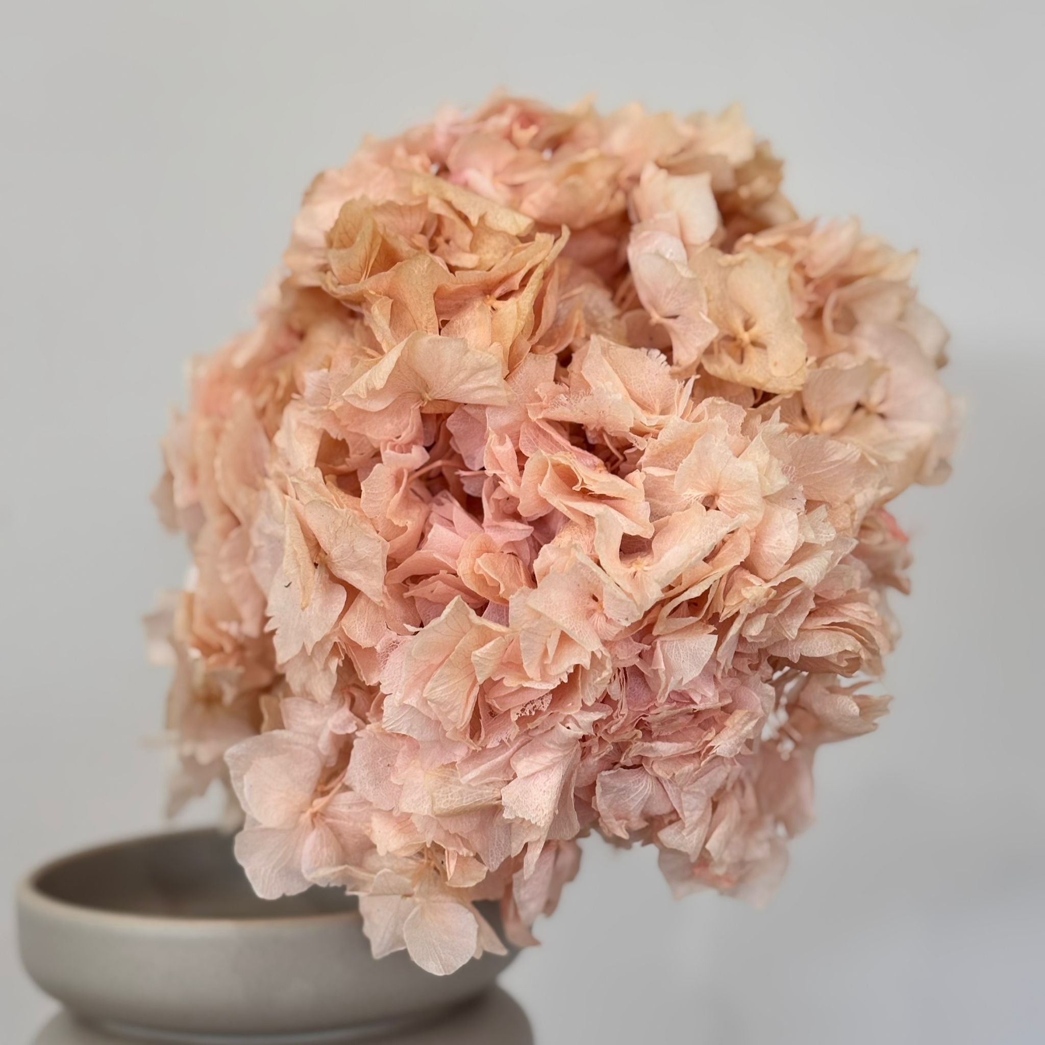 Hortensie: Zeitlose Schönheit rosa - Outlet