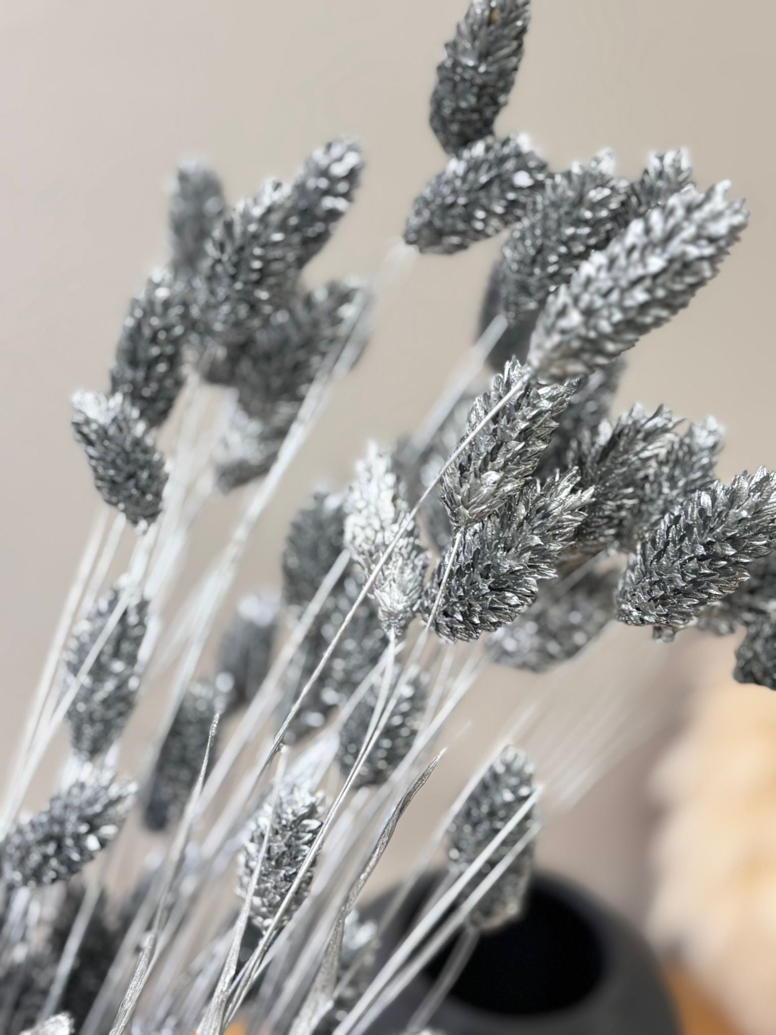 Phalaris I Canary Grass: Versatile all-rounder for your dried flower decoration