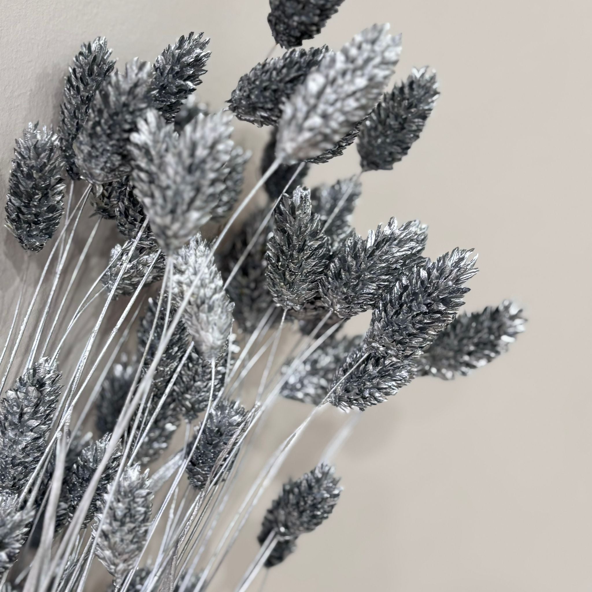 Phalaris I Canary Grass: Versatile all-rounder for your dried flower decoration