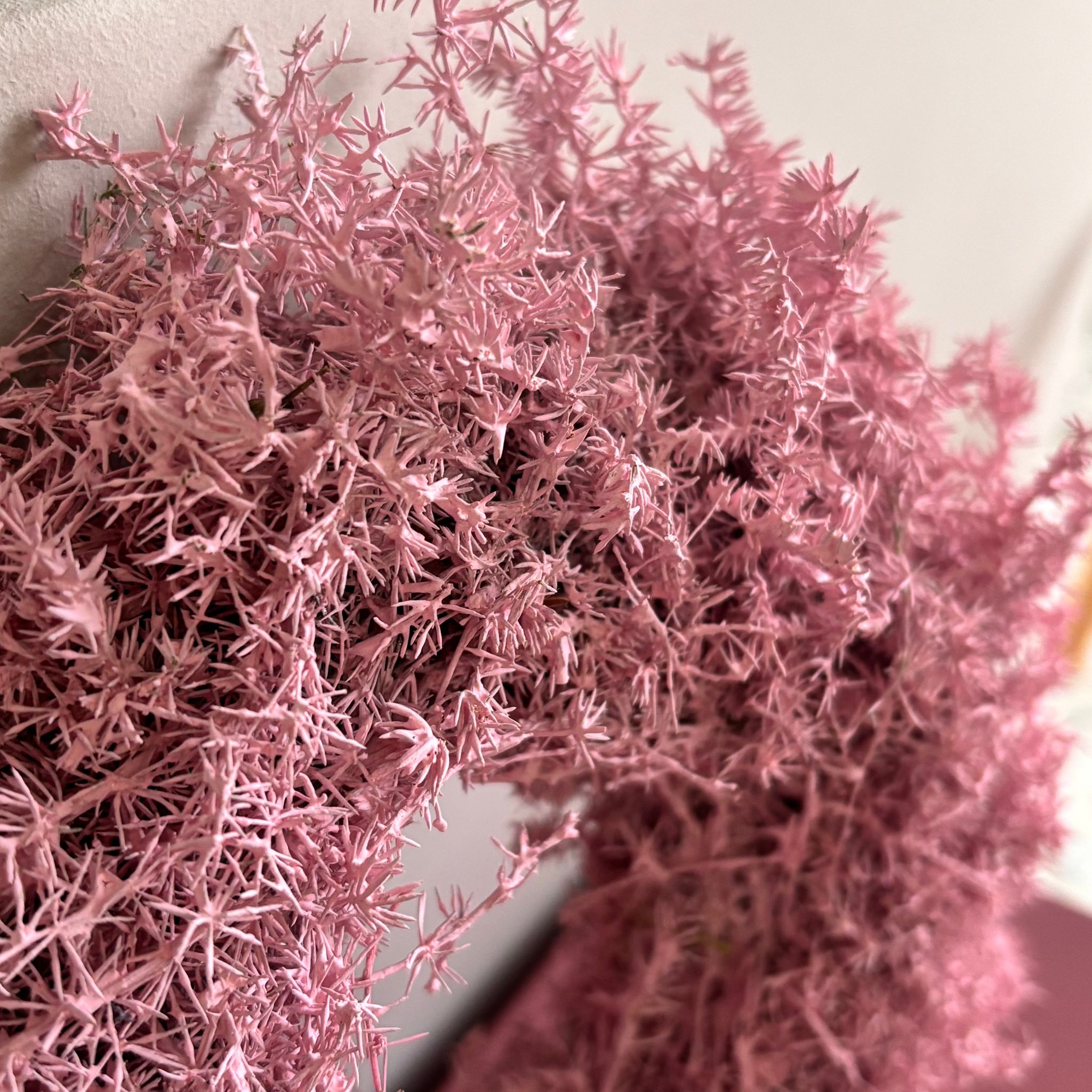 Asparaguskranz in Rosa - Spargelkraut