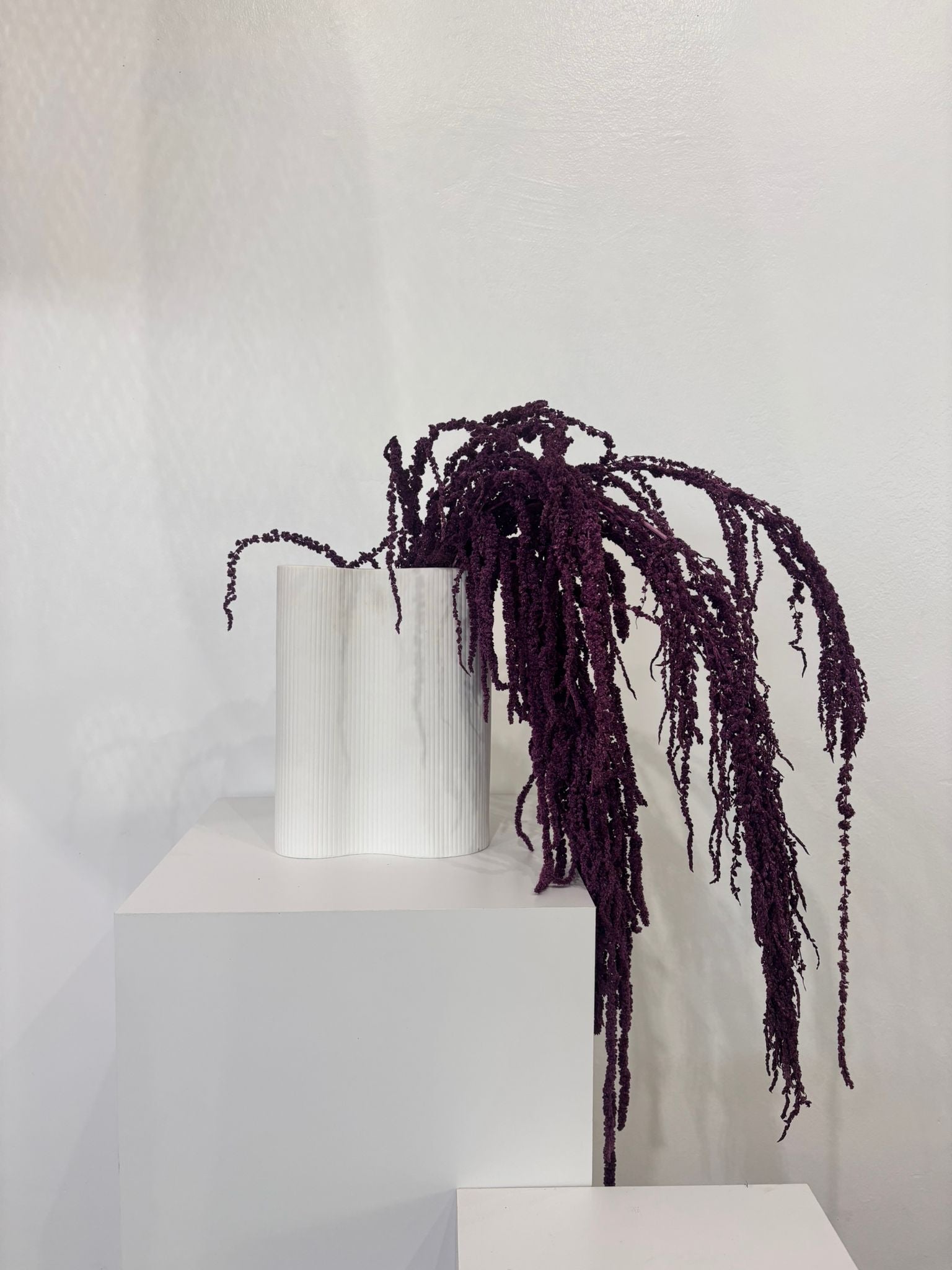 amaranth