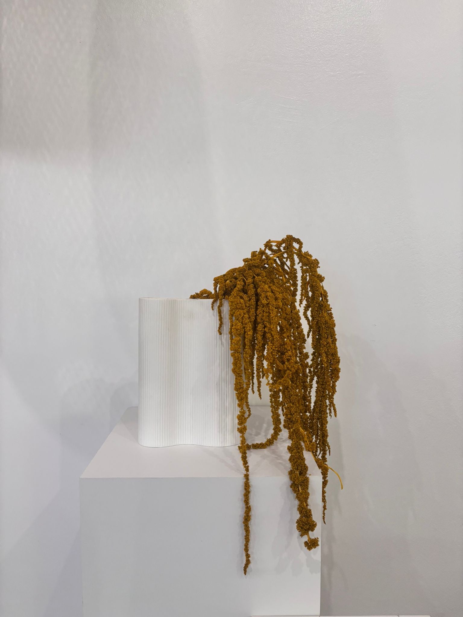 amaranth