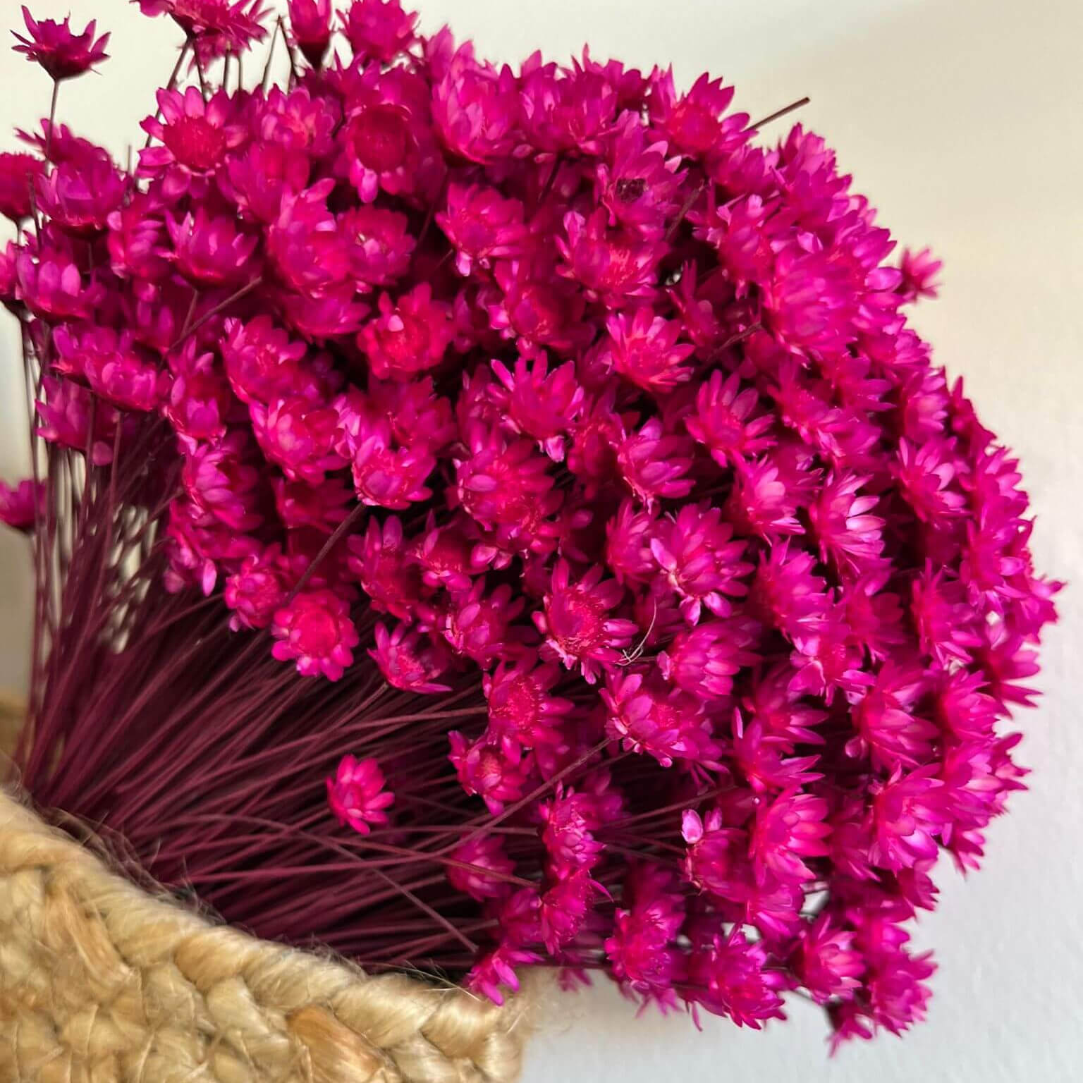 Glixia in variety: colorful dried flowers for creative decoration