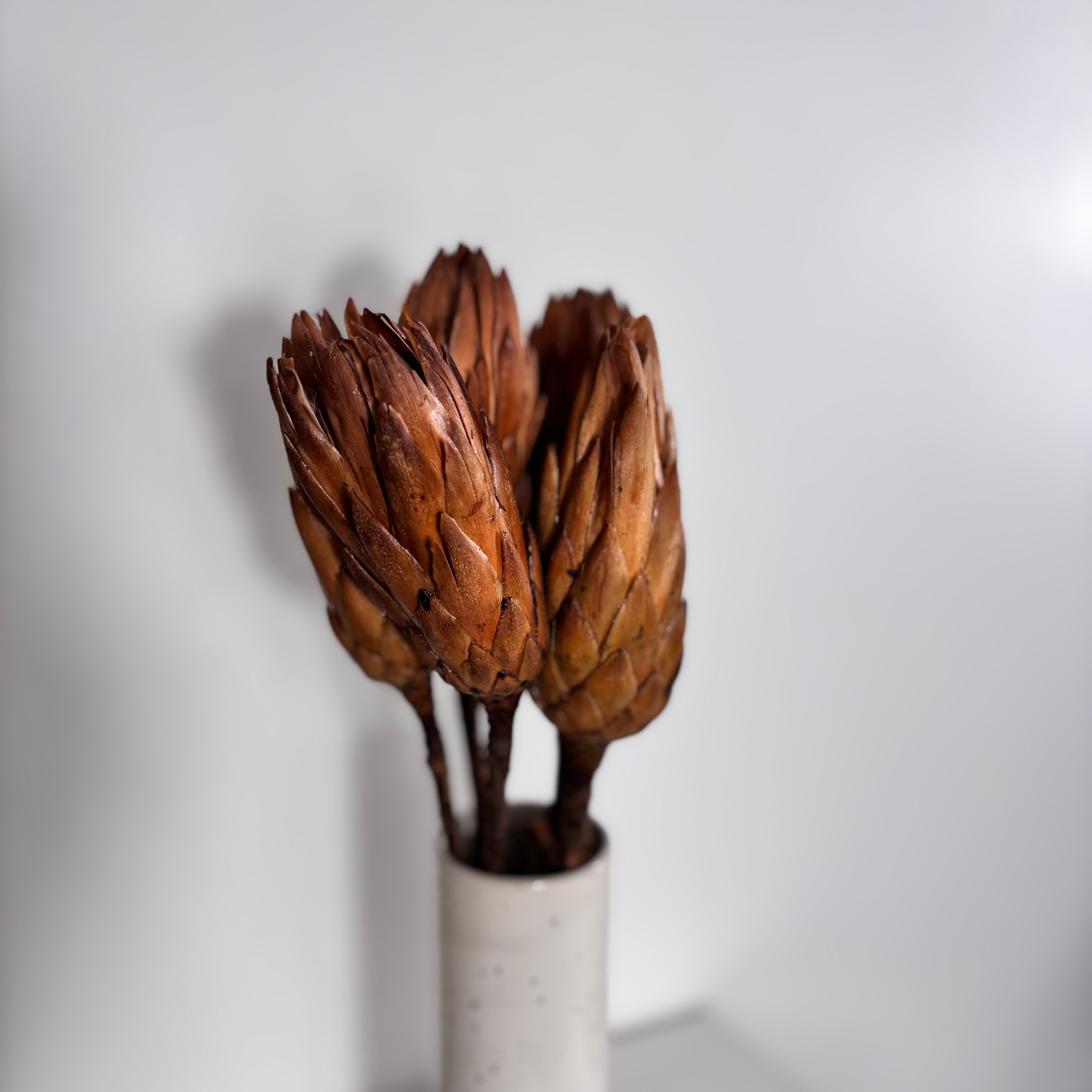 Protea natur 5 Stiele / Outlet - Lykke&You GmbH