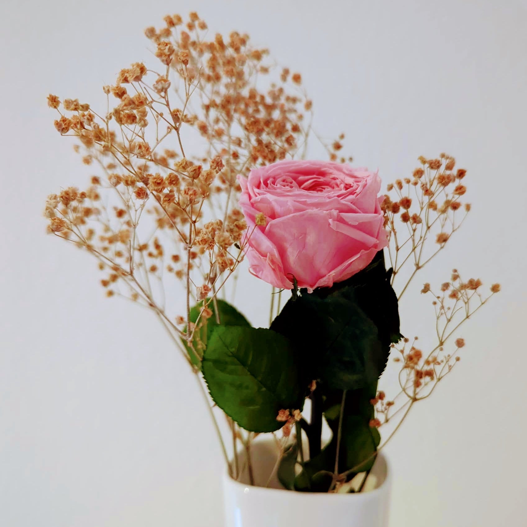 rosa