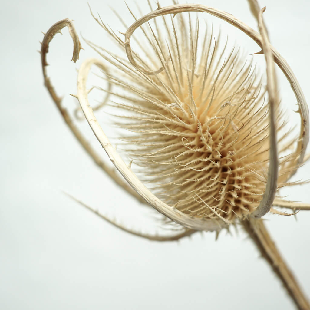 Dried thistle