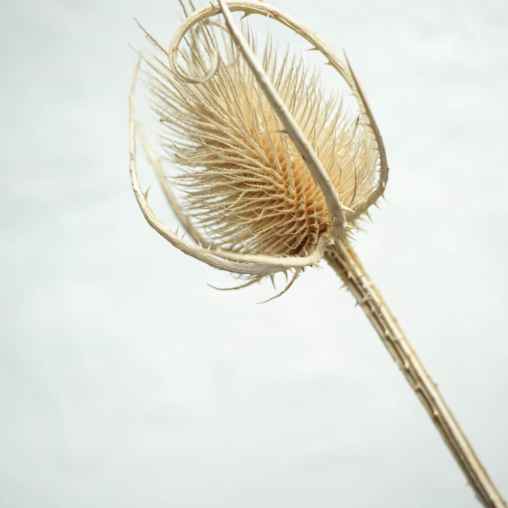 Dried thistle