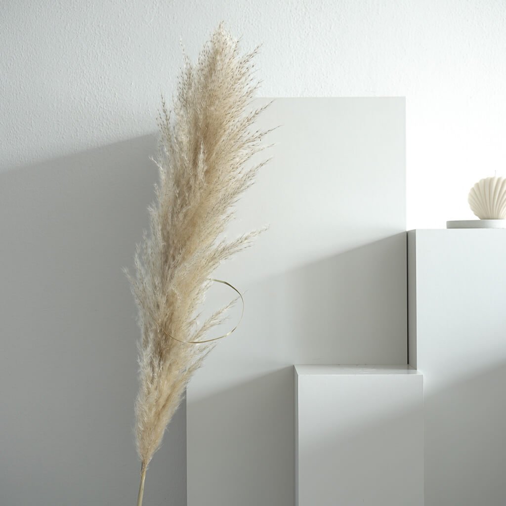 Pampasgras Cortaderia | 110-120 cm | großes Pampasgras - Größe: Einzeln