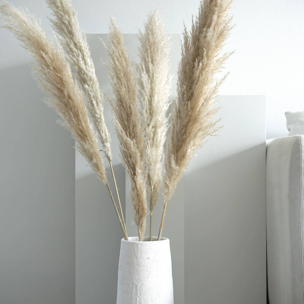 Pampasgras Cortaderia | 110-120 cm | großes Pampasgras - Größe: Bund