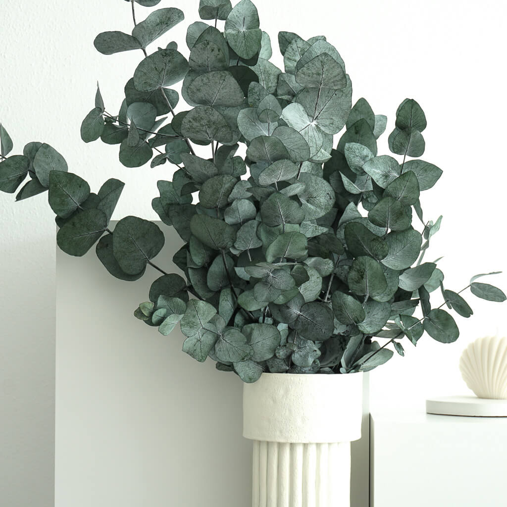 Eukalyptus Cinerea | 60-75 cm | Grün | konserviert - Größe: Groß - Farbe: grün