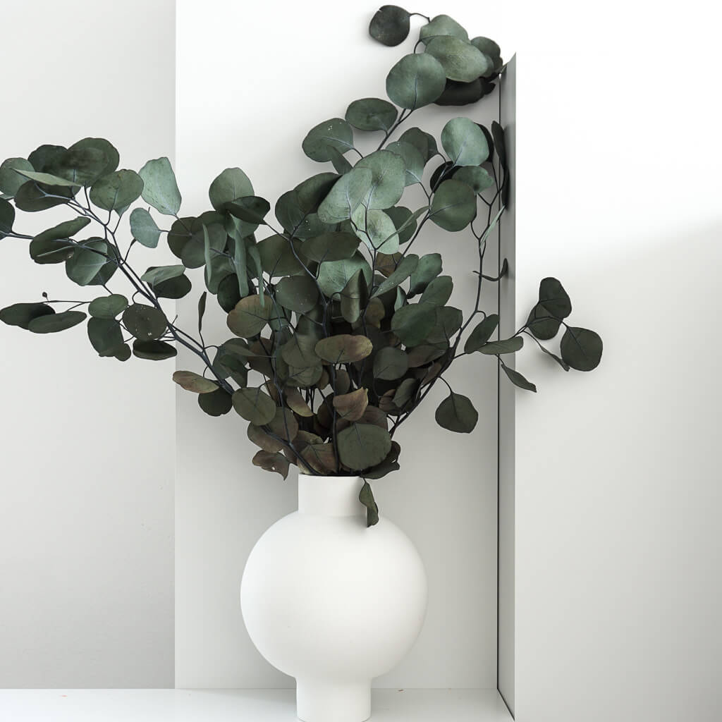 Eukalyptus Popolus | 60-75 cm  | elegant & modern - Farbe: gruen