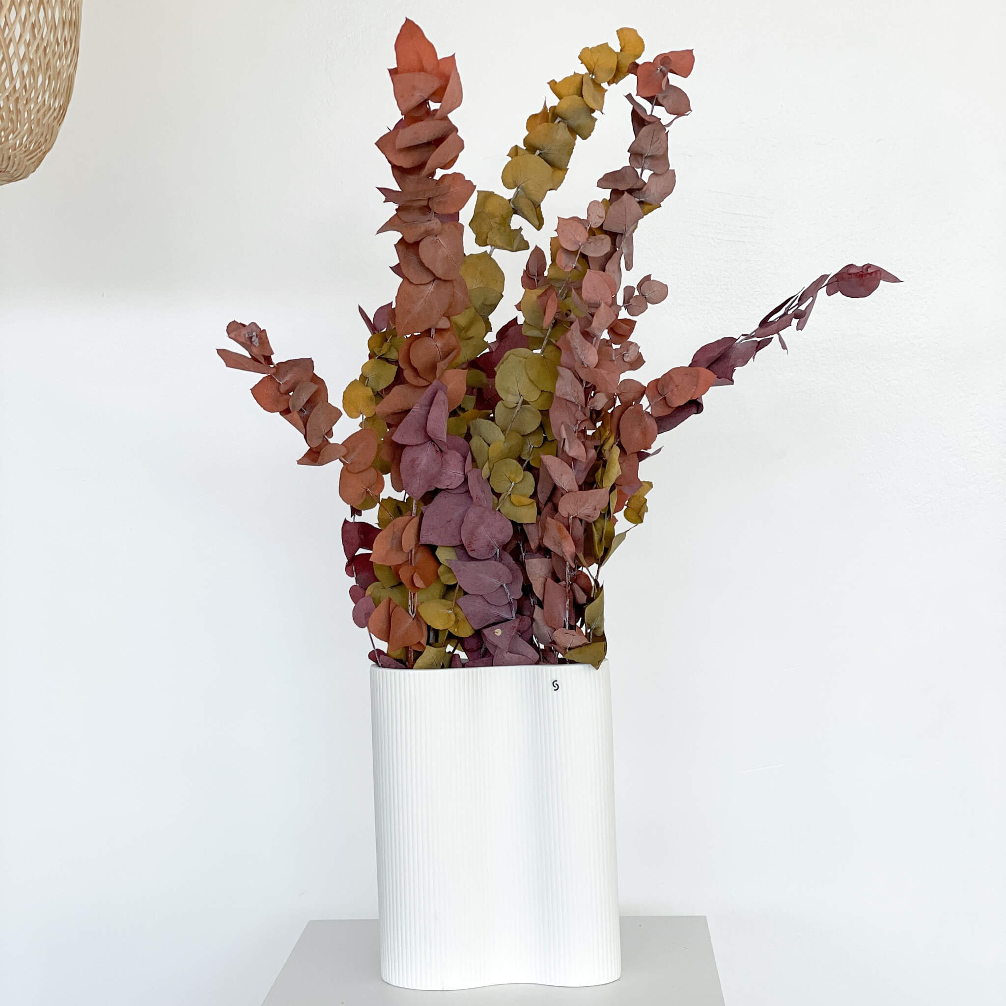 Eukalyptus Stuartiana | 60-75 cm | kleine Blätter | - Farbe:  braun