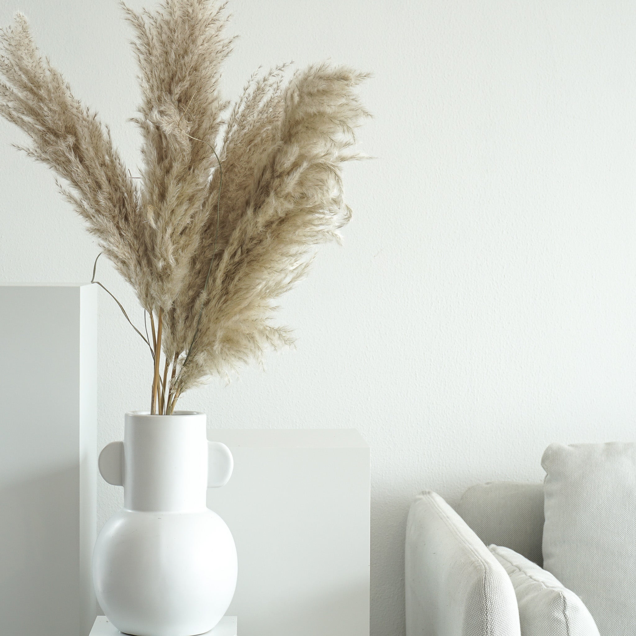 Pampasgras fluffy | 60-70 cm | beige / natur | extra flauschig - Farbe: beige