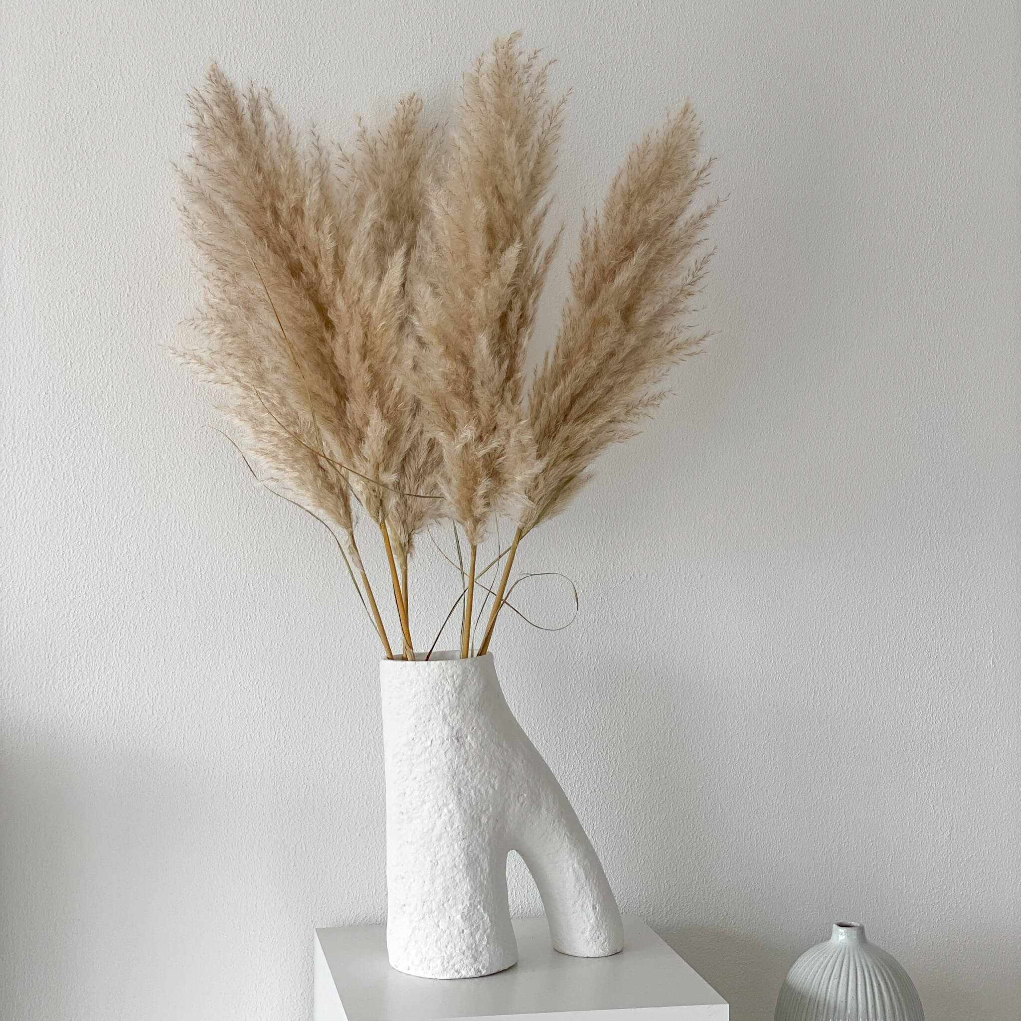 Pampasgras fluffy | 60-70 cm | beige / natur | extra flauschig - Farbe: beige