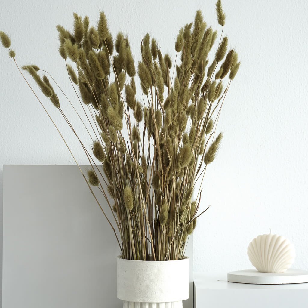 Lagurus (Samtgras) | 70 cm | viele Farben | für Trockenblumensträuße - Farbe: grün