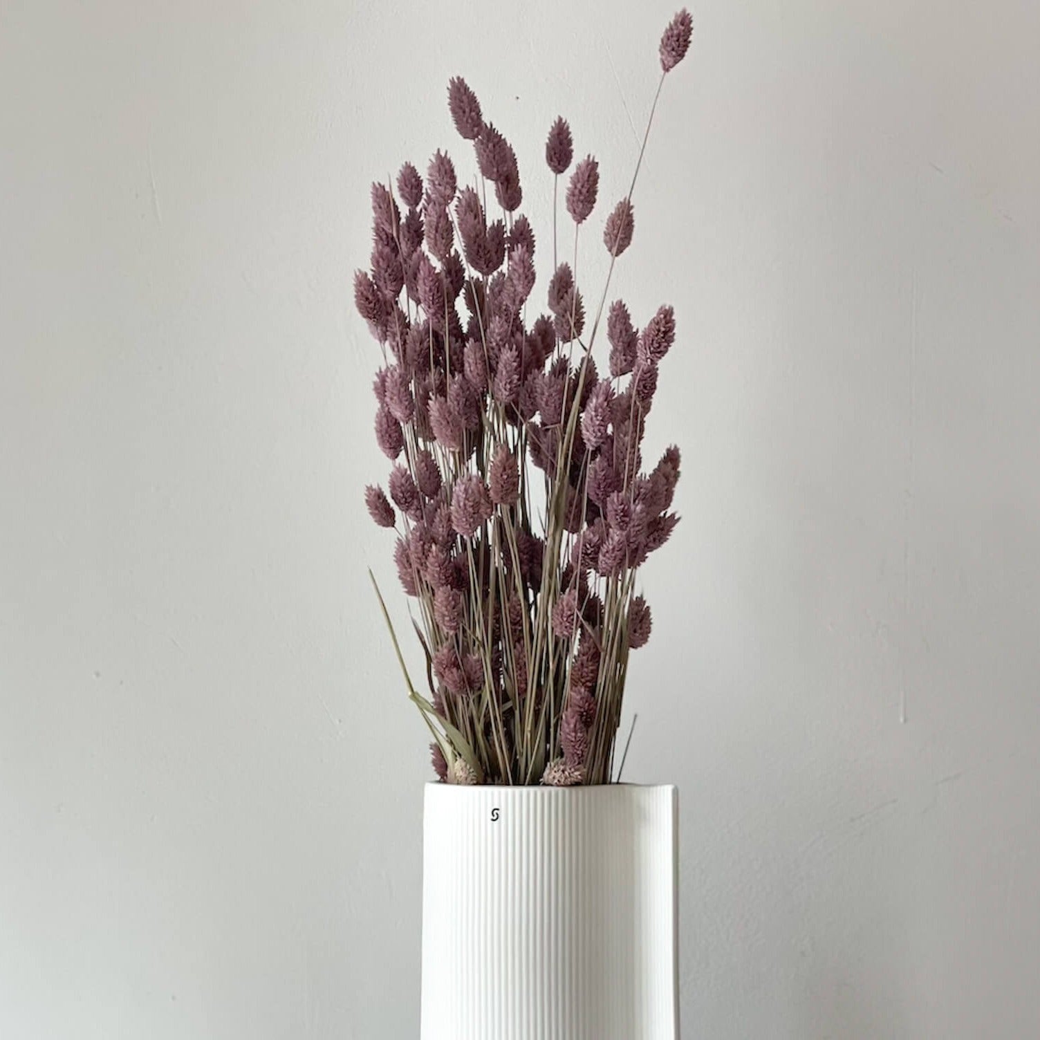 Trockenblume Phalaris I Kanariengras | lila| ca. 60 cm - Größe: 10 Stiele