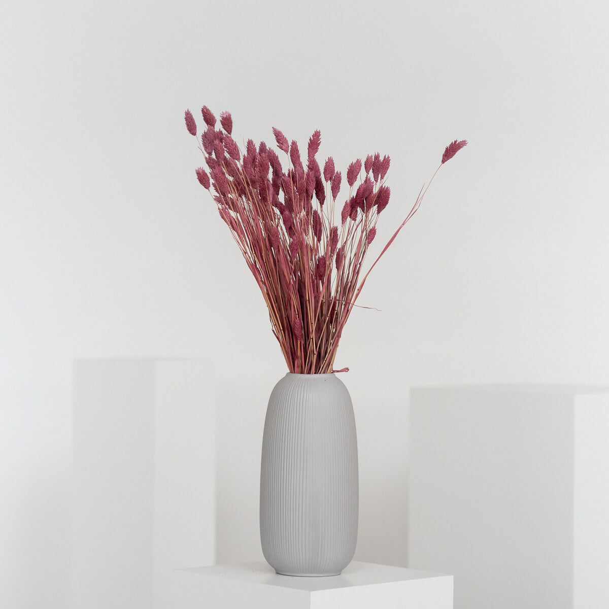 rosa ; 60 cm
