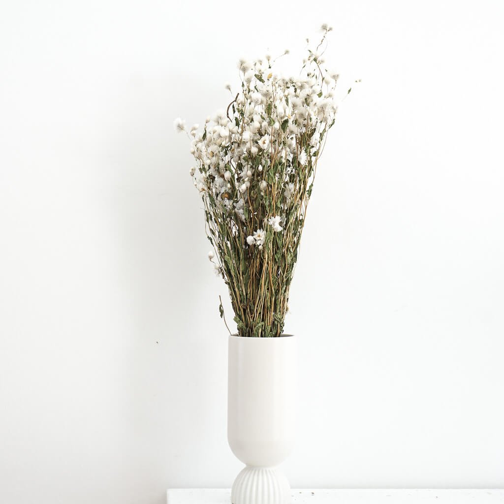 getrocknete Rodanthe | weiß | 50 cm - Farbe: weiß