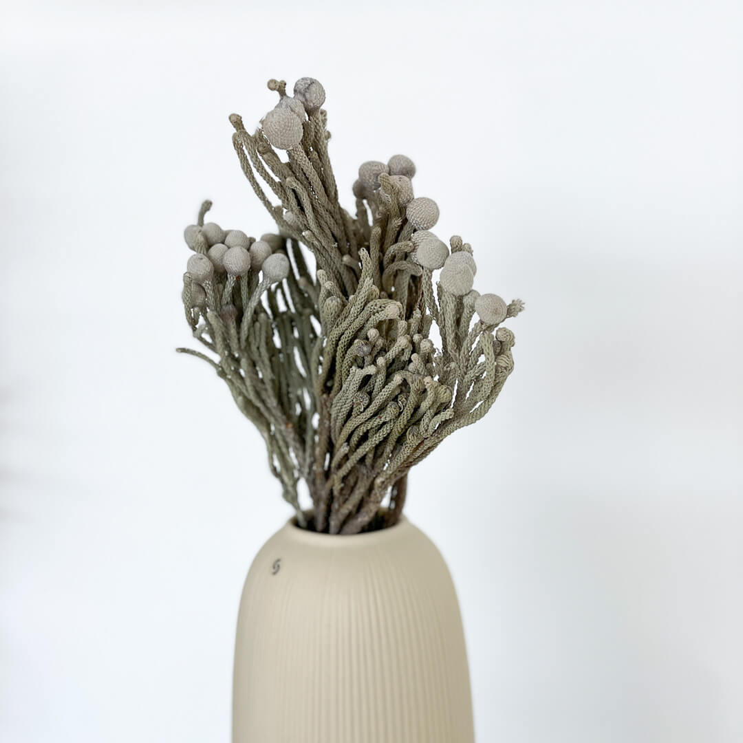 Brunia Albiflora - Lykke&You GmbH