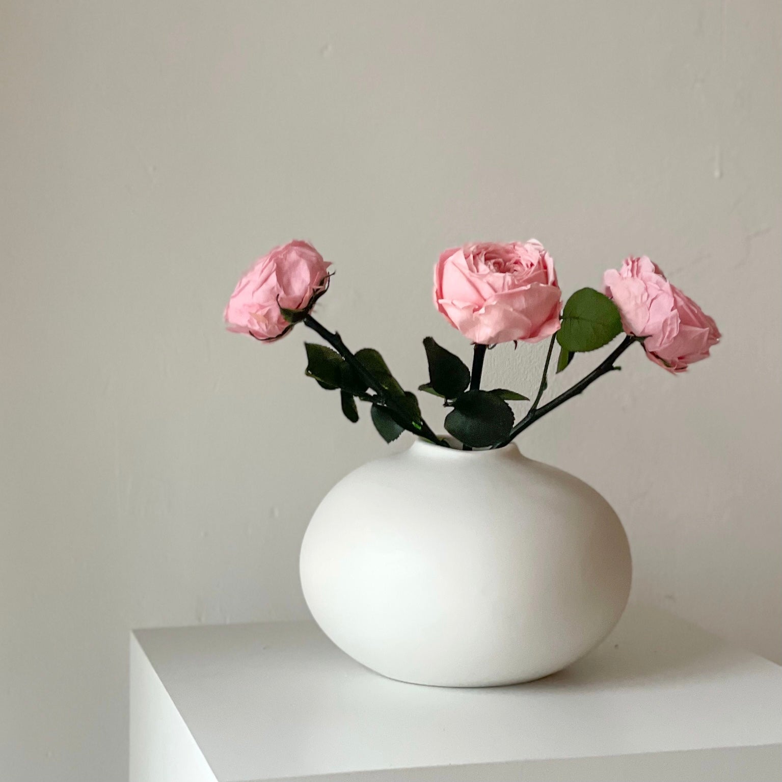 Konservierte englische Rose | 30 cm | edel | haltbar - Größe: 1x, 3x - Farbe: rosa