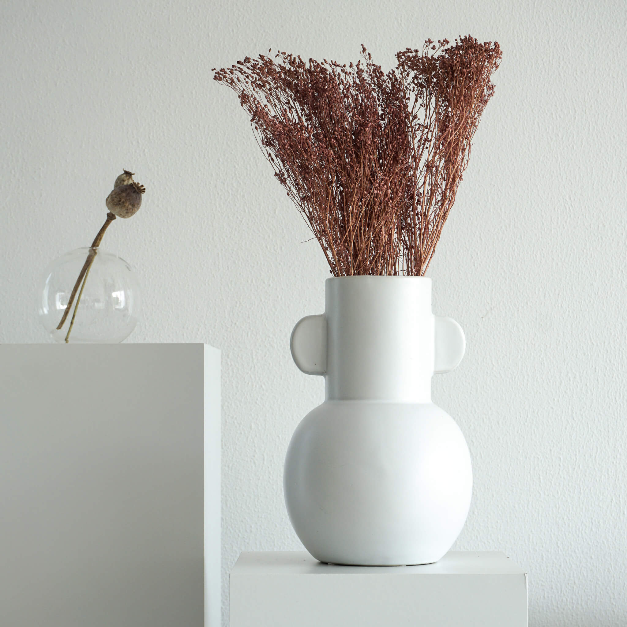 Broom Bloom | 40-50 cm |  - Farbe:  braun