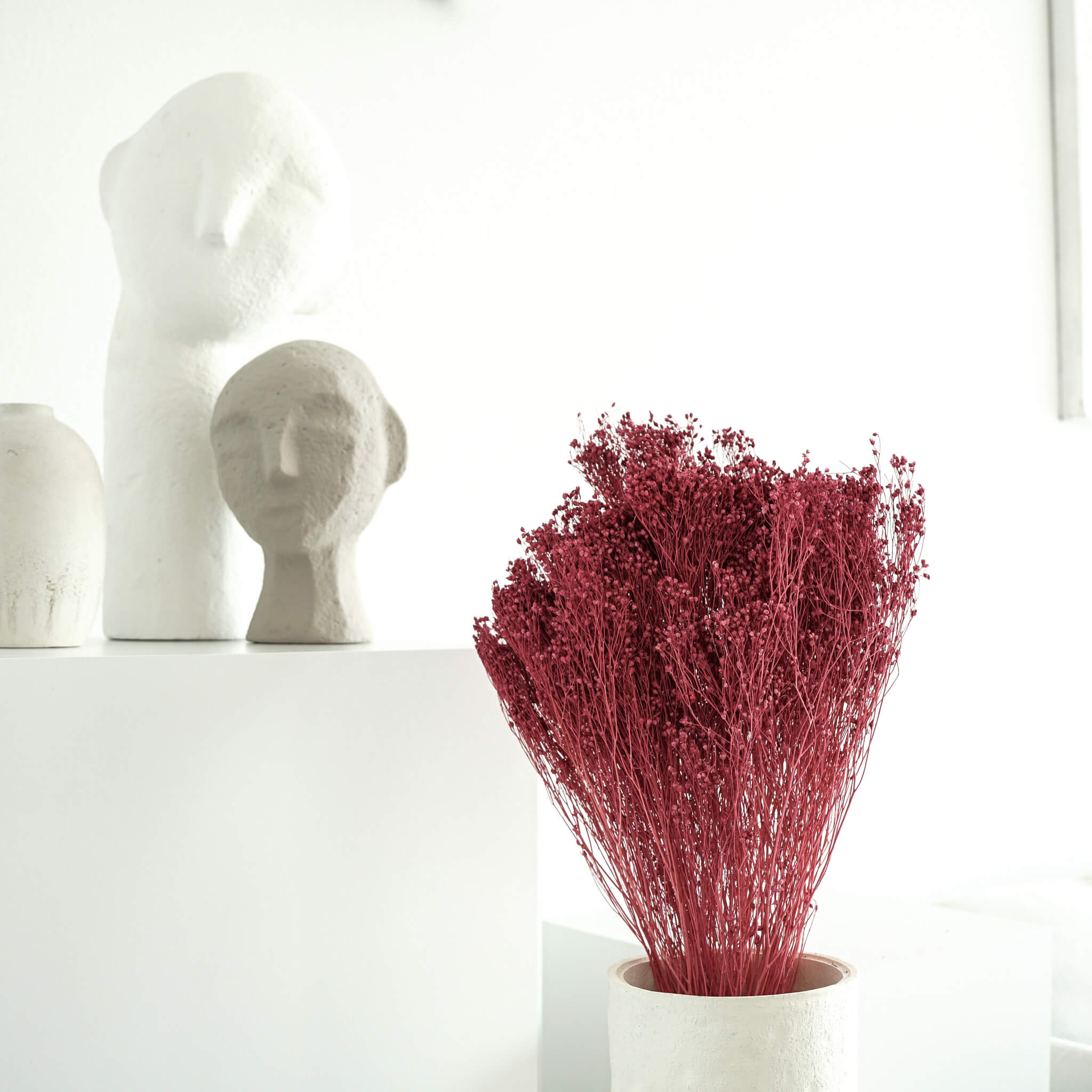 Broom Bloom | 40-50 cm |  Farbe: pink