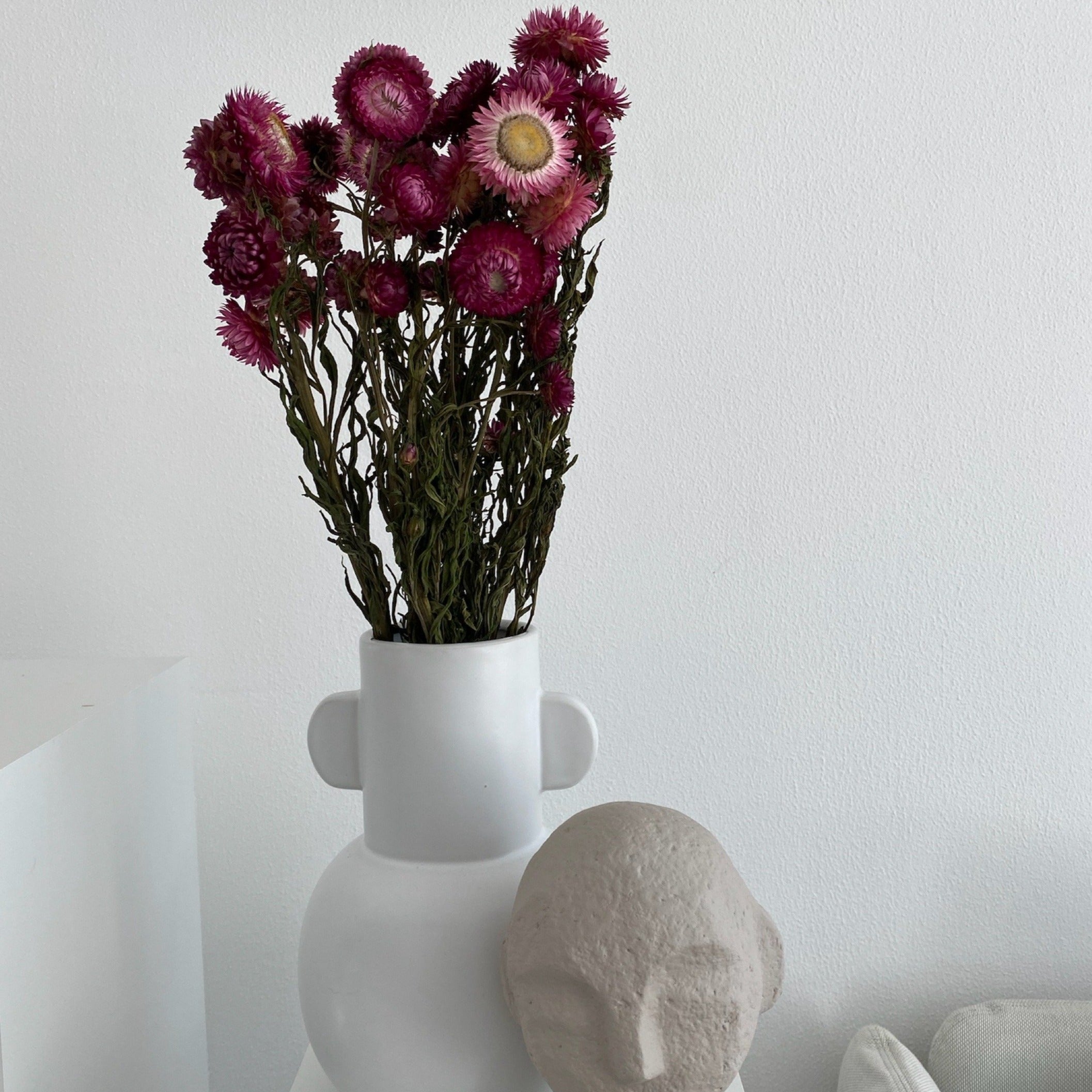 Helichrysum | Strohblume | 50-60 cm - Farbe: weinrot, rot